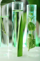 Photo of Green plants in test tubes on blurred background, closeup. Biological chemistry