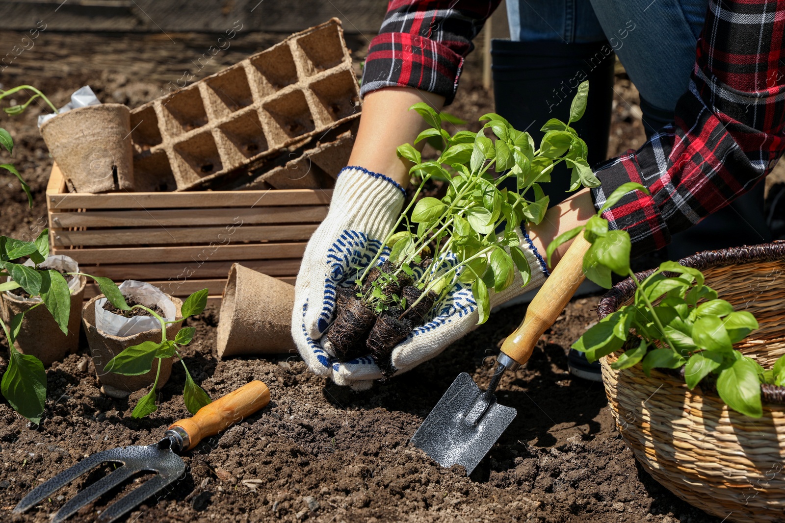 Photo of Woman planting seedlings into soil outdoors on sunny day, closeup