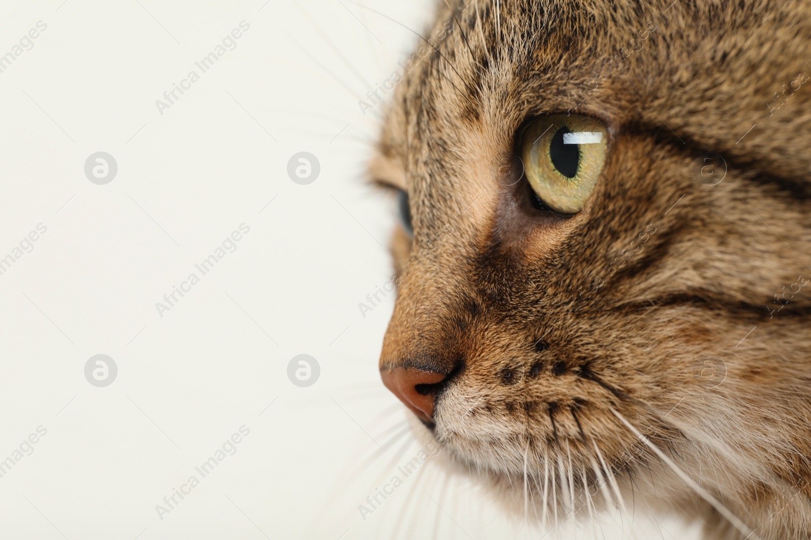 Photo of Closeup view of tabby cat with beautiful eyes on light background