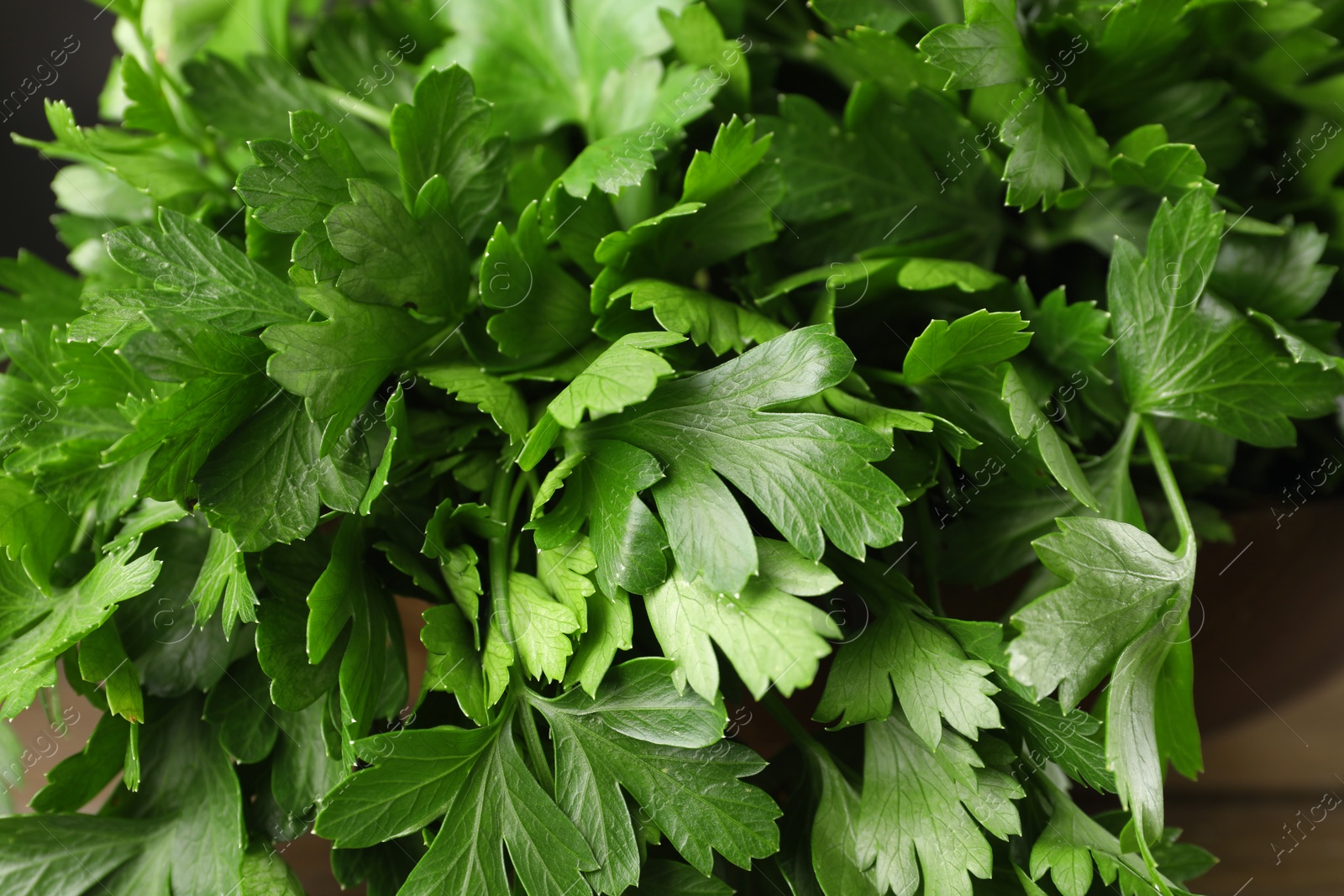 Photo of Closeup view of fresh green parsley leaves