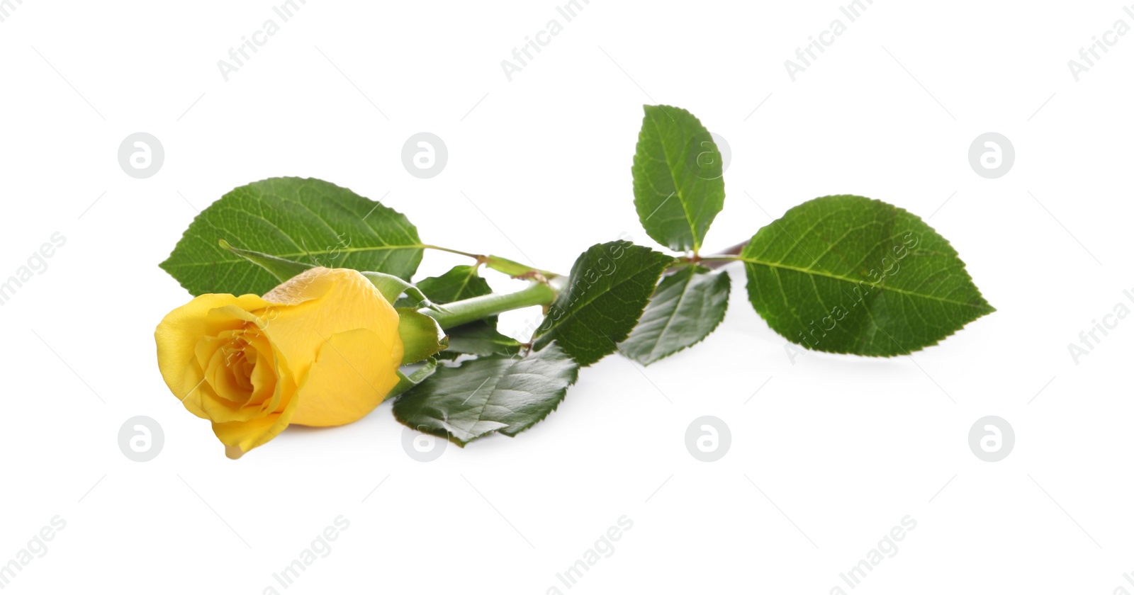 Photo of Beautiful fresh yellow rose isolated on white