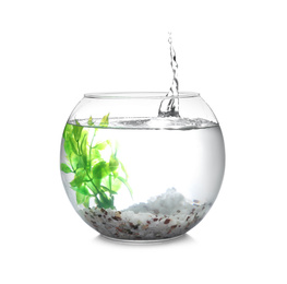 Photo of Splash of water in round fish bowl with decorative plant and pebbles on white background