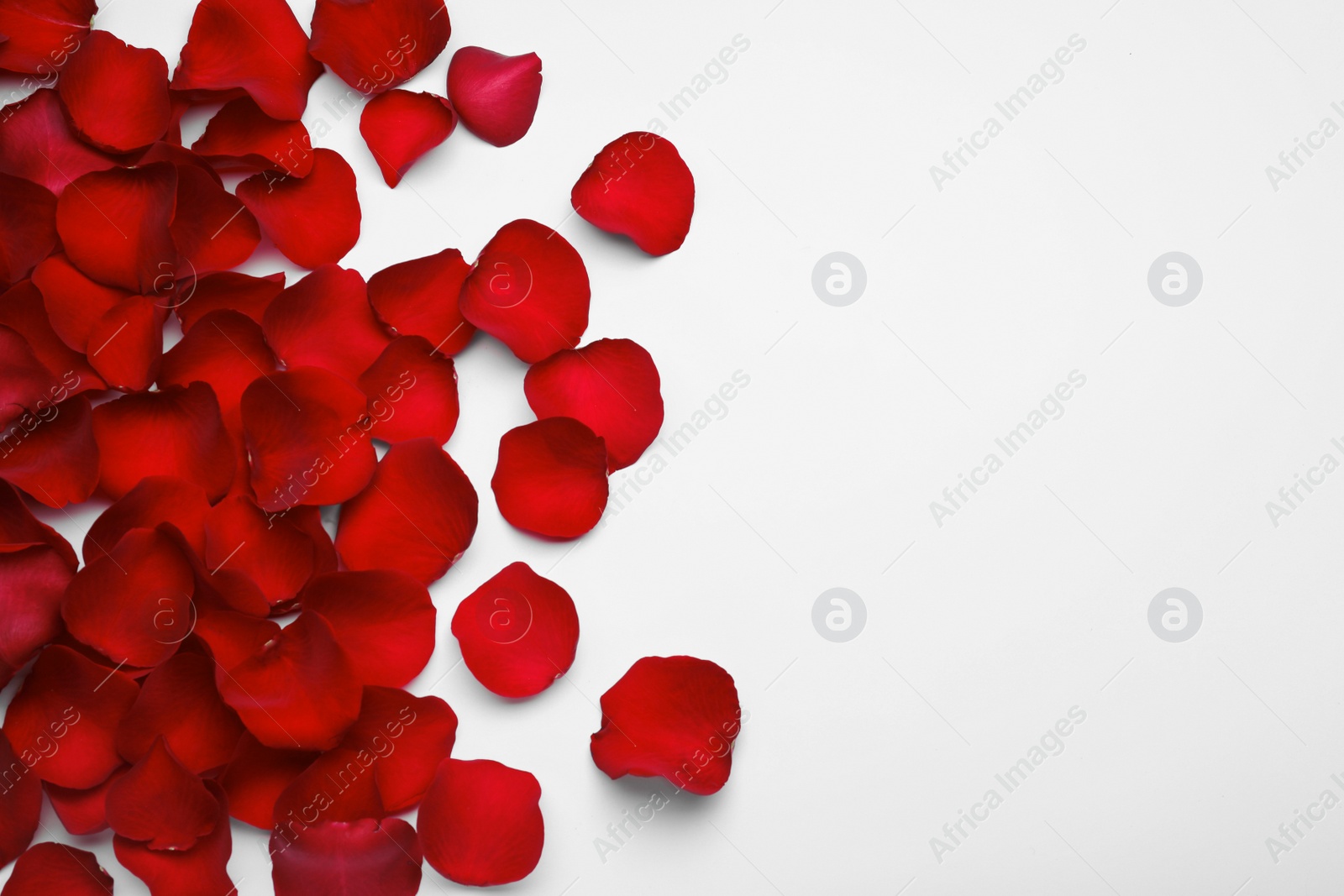 Photo of Red rose petals on white background, top view