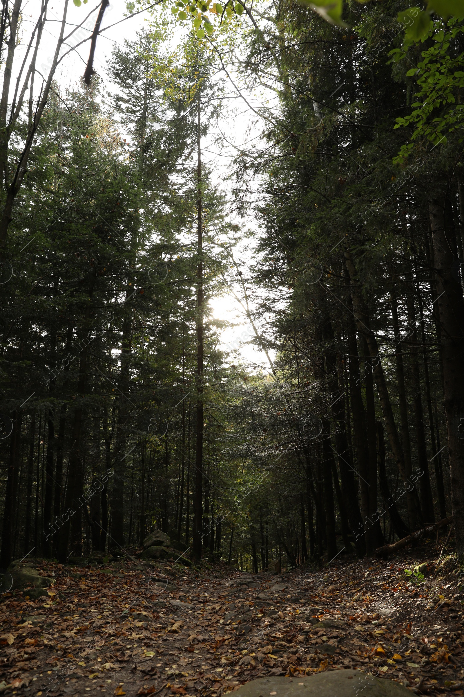 Photo of Picturesque view of many trees in beautiful forest on autumn day