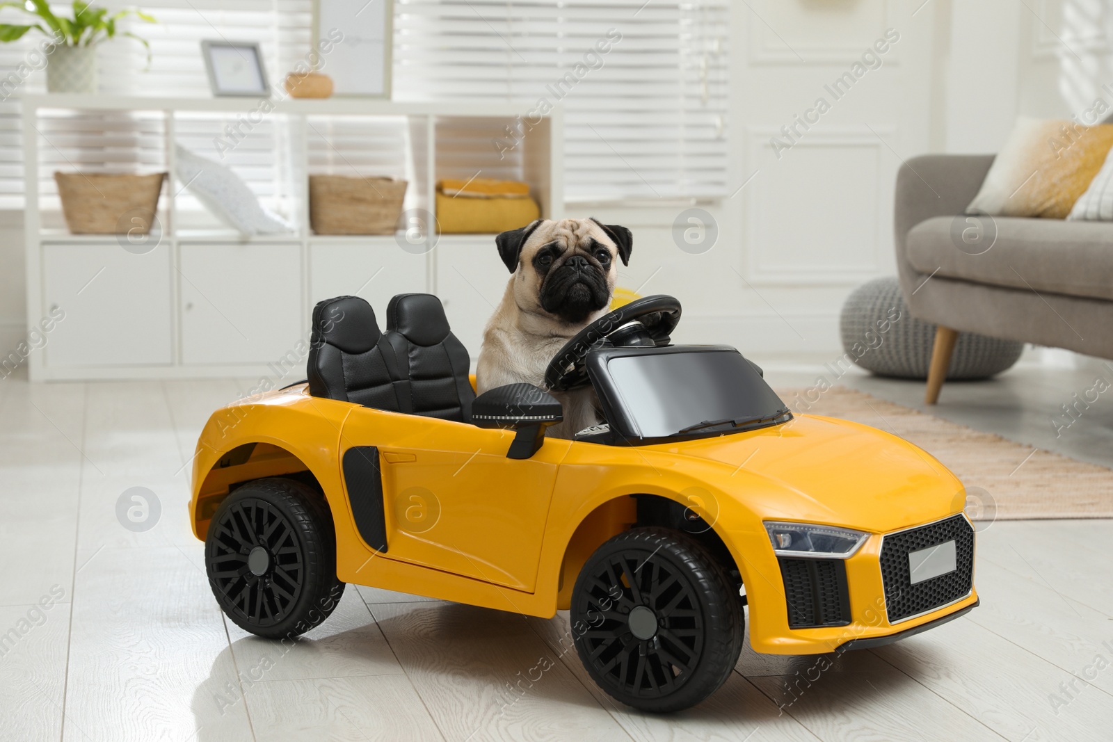 Photo of Adorable pug dog in toy car indoors