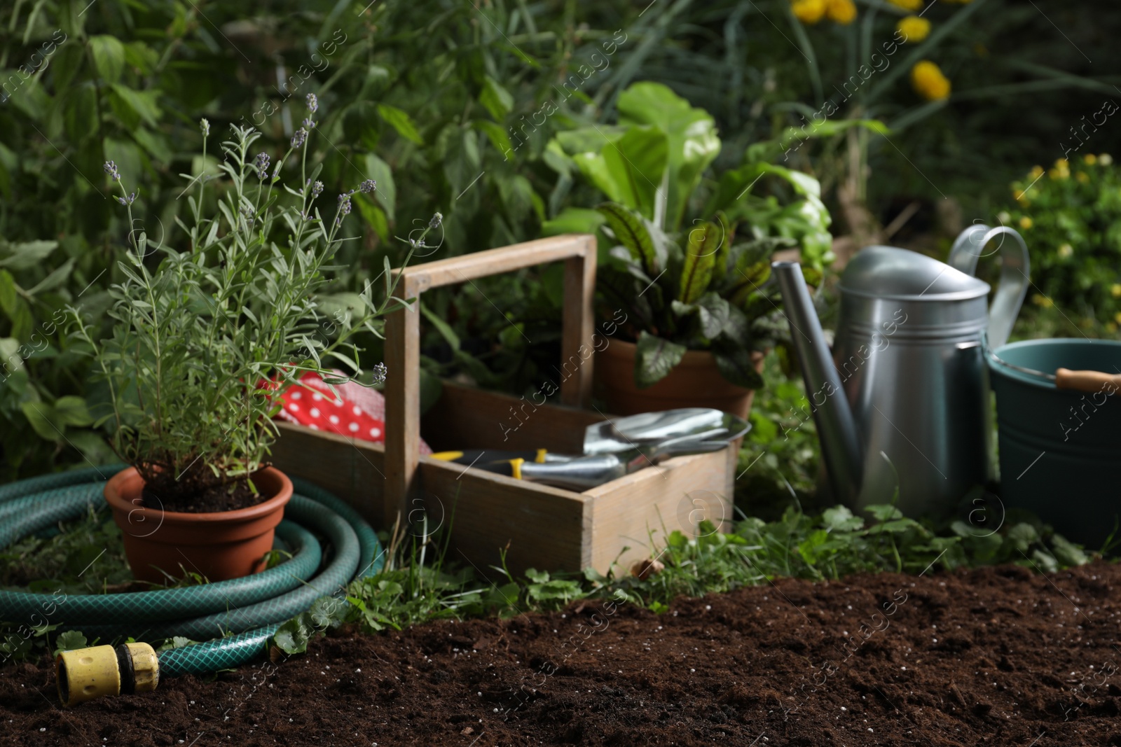 Photo of Beautiful lavender flower and gardening tools on soil  at backyard, space for text