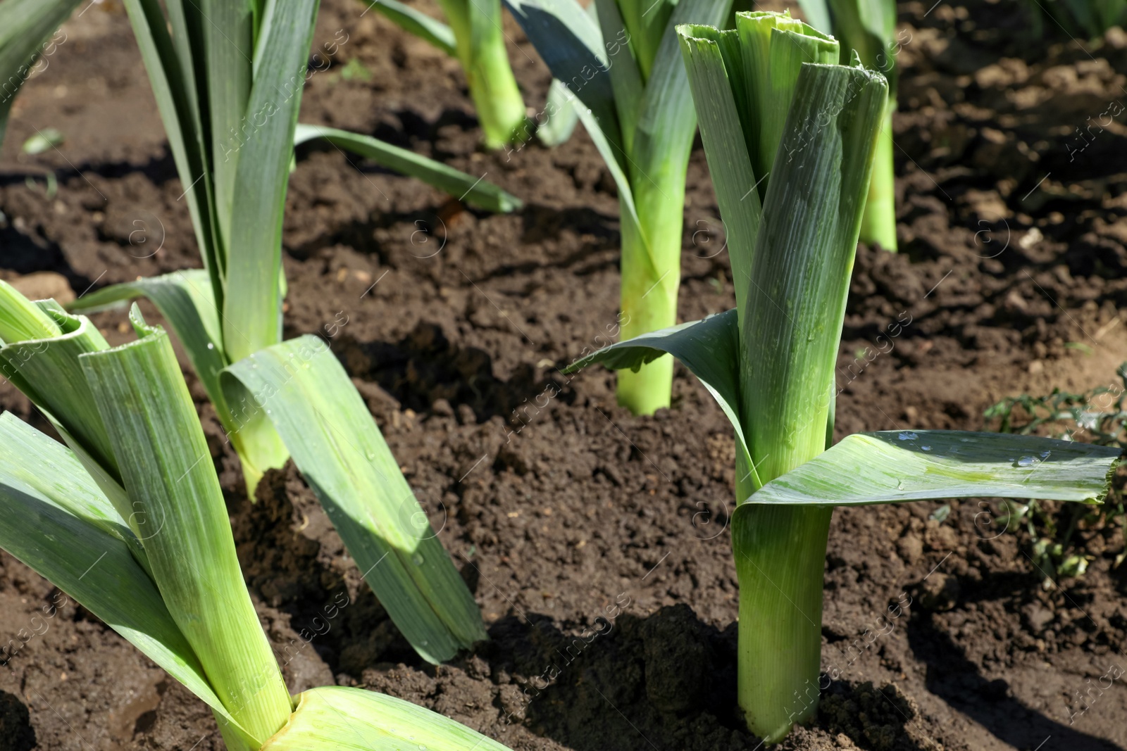 Photo of Fresh green leeks growing in field on sunny day