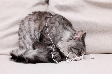 Naughty cat gnawing wired earphones on sofa indoors