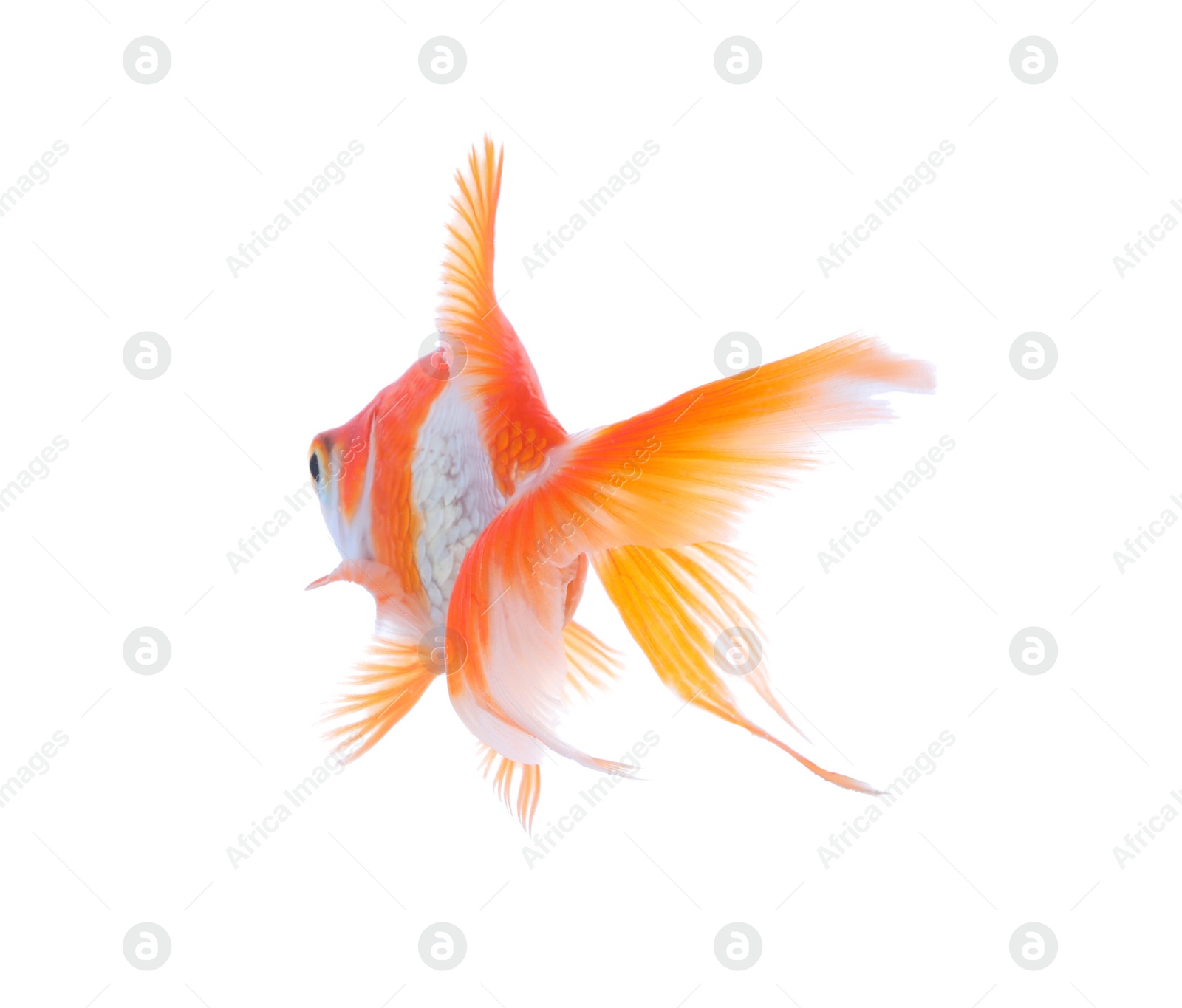 Photo of Beautiful bright small goldfish isolated on white