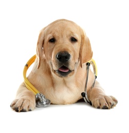 Photo of Cute little dog with stethoscope as veterinarian on white background
