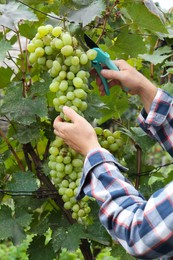 Photo of Farmer with secateurs picking ripe grapes in garden, closeup