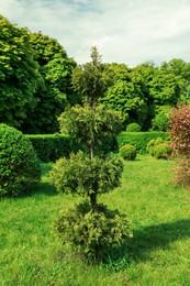 Photo of Beautifully trimmed bush in park on sunny day
