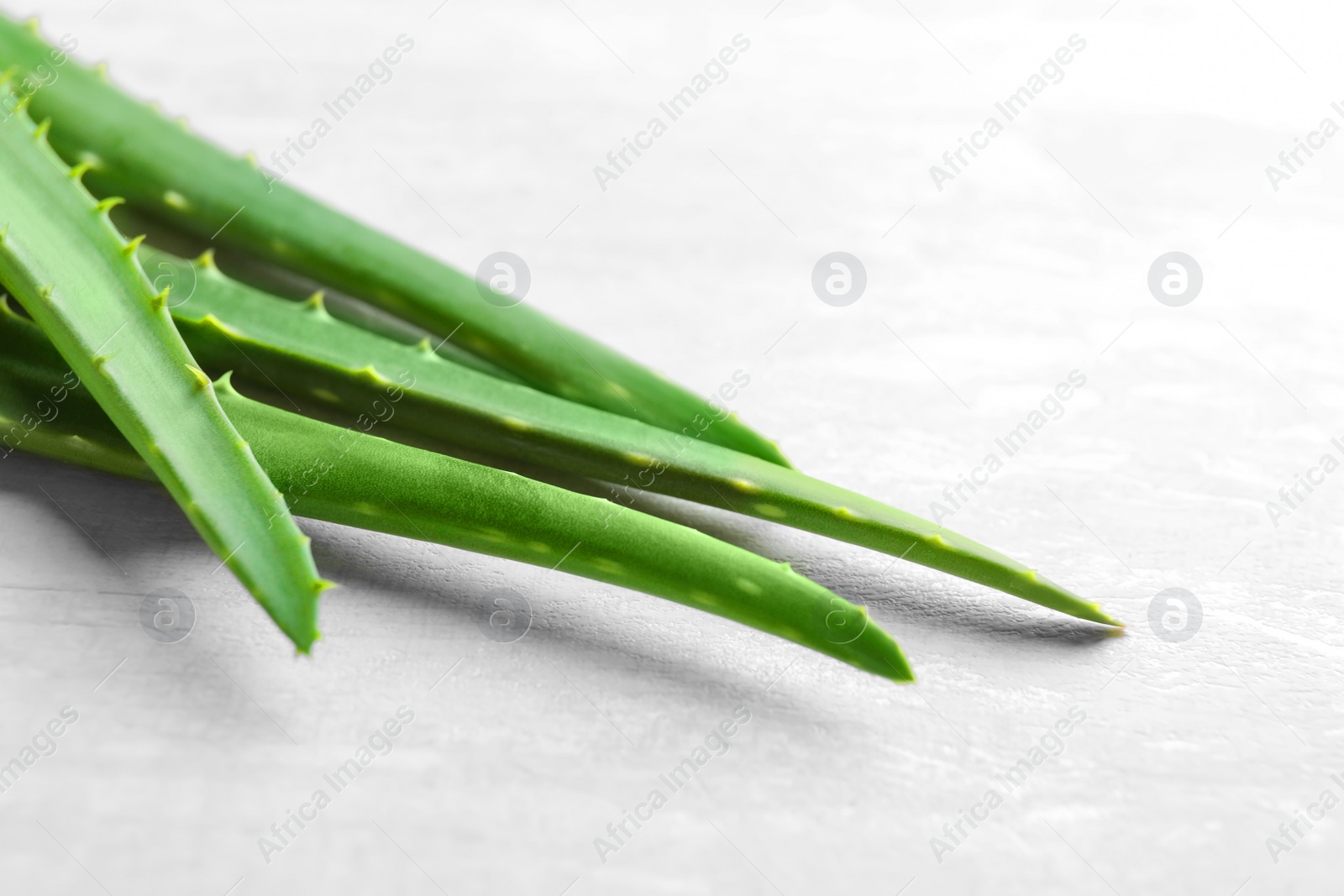 Photo of Fresh aloe vera leaves on light background