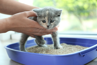 Photo of Woman putting her cute British Shorthair kitten in litter box at home, closeup