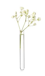 Gypsophila flowers in test tube on white background