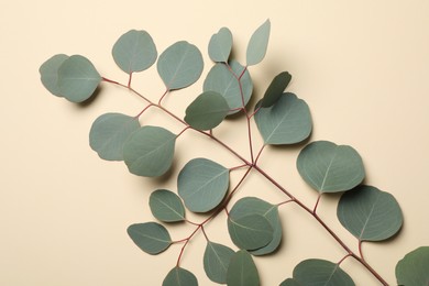 Eucalyptus branch with fresh green leaves on beige background, top view