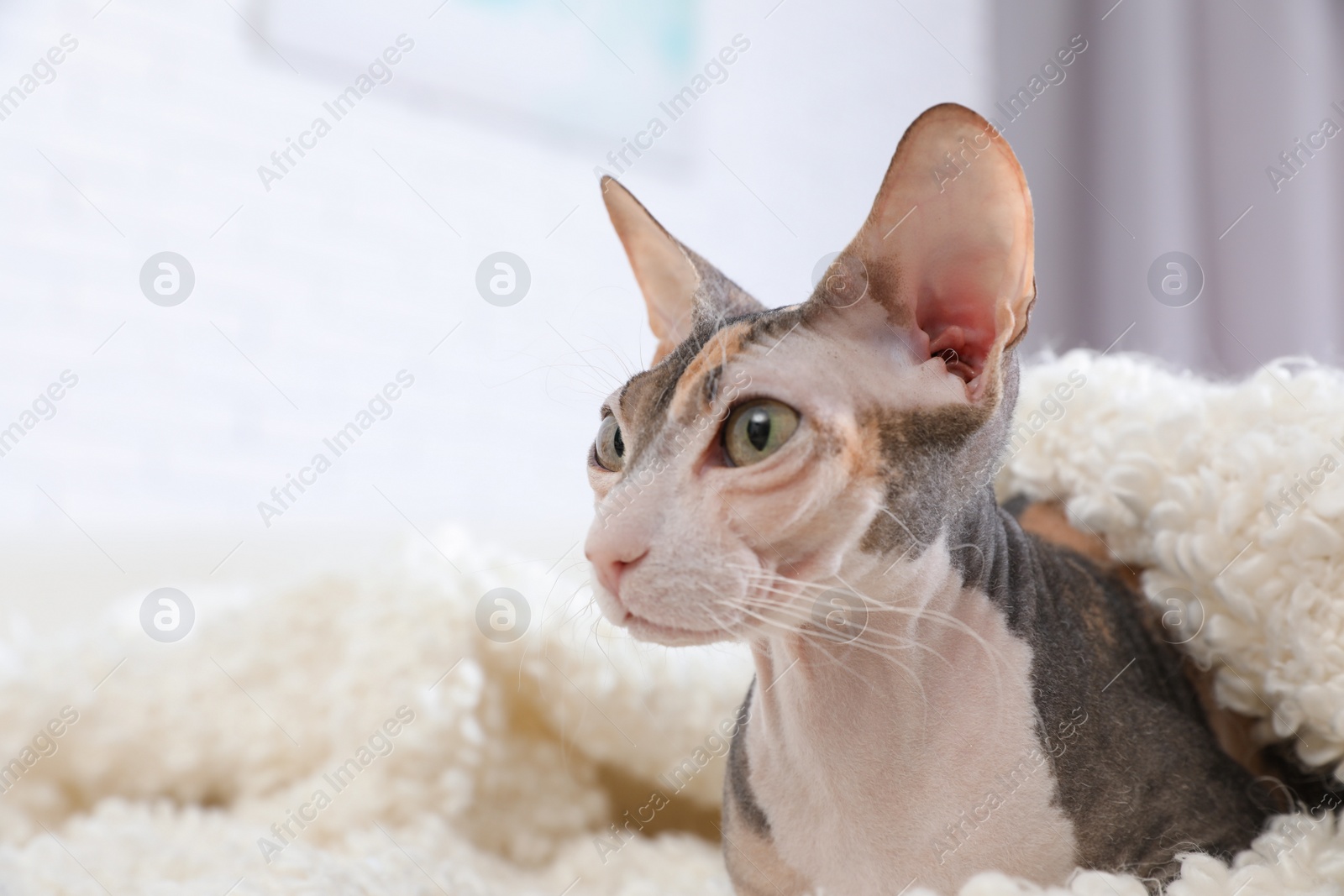 Photo of Adorable Sphynx cat under blanket on sofa at home, space for text. Cute friendly pet