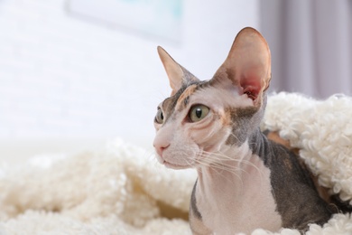 Photo of Adorable Sphynx cat under blanket on sofa at home, space for text. Cute friendly pet