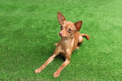 Photo of Cute toy terrier on artificial grass. Domestic dog