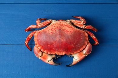 Photo of Delicious boiled crab on blue wooden table, top view