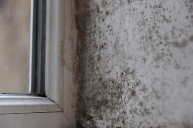 Window corner damaged with indoor mold, closeup