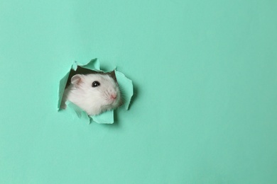 Photo of Cute funny pearl hamster looking out of hole in turquoise paper, space for text