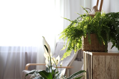 Photo of Beautiful potted plants near window indoors. Interior design idea