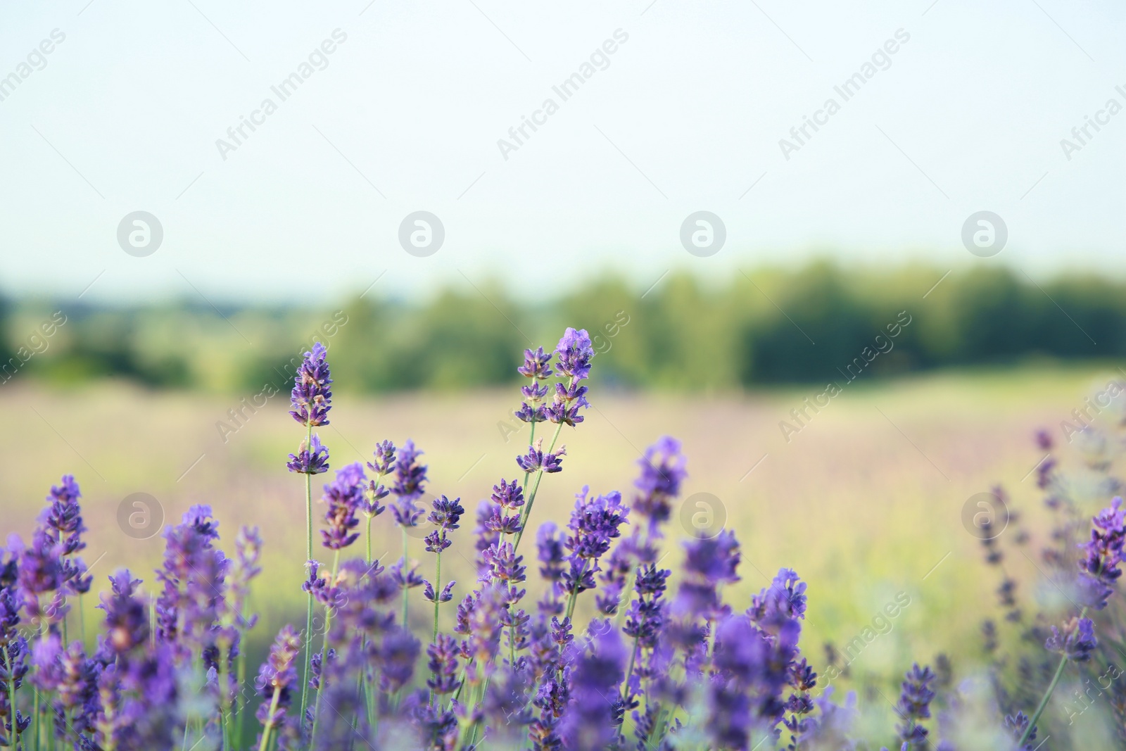 Photo of Beautiful blooming lavender growing in field, closeup. Space for text