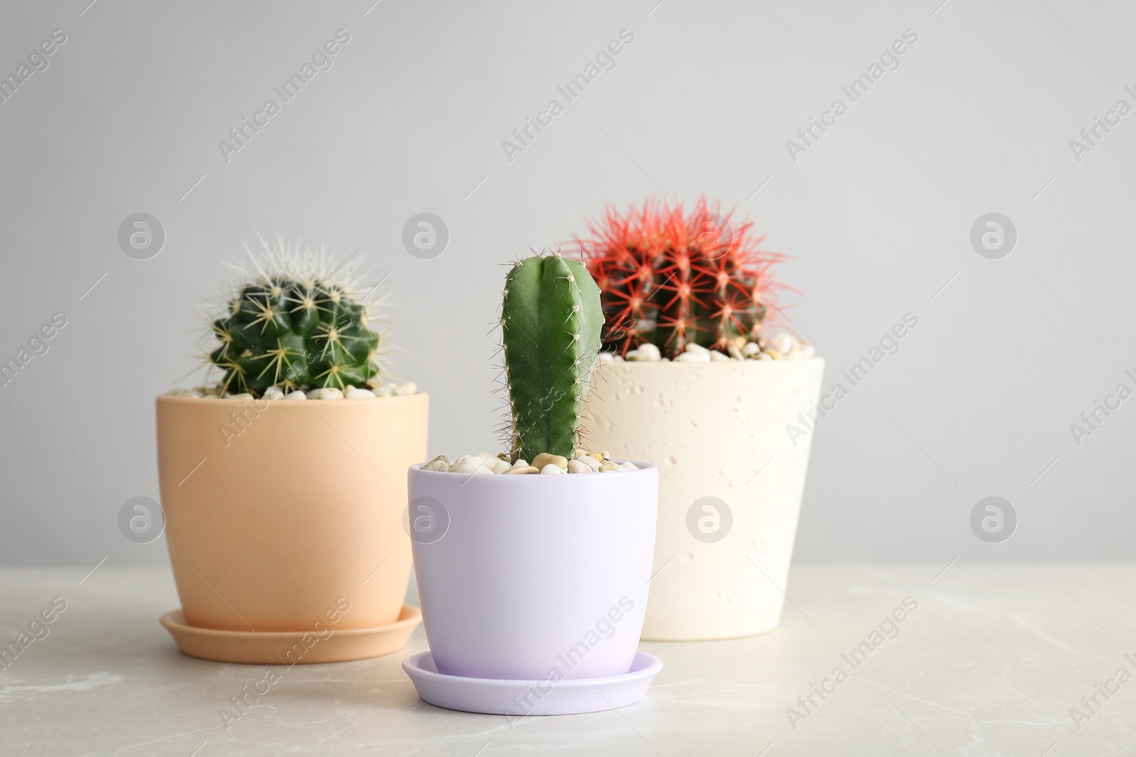 Photo of Beautiful cacti on table against grey background