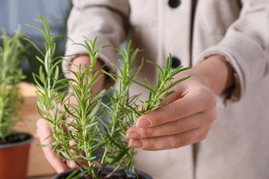 Woman taking care of aromatic potted rosemary indoors, closeup