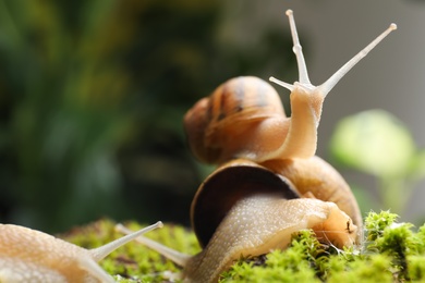 Photo of Common garden snails crawling on green moss outdoors, closeup