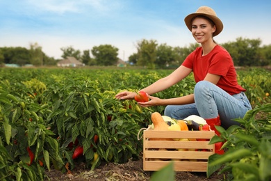 Photo of Farmer taking bell pepper from bush in field. Harvesting time