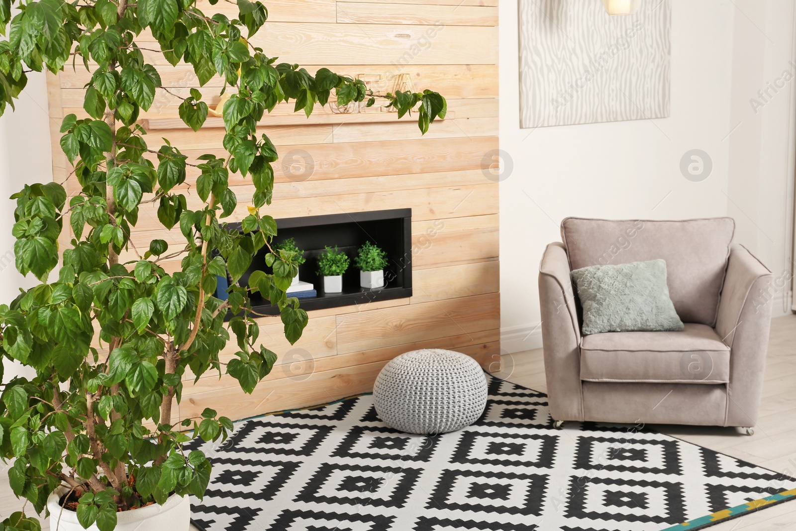 Photo of Stylish room interior with large houseplant, armchair and carpet