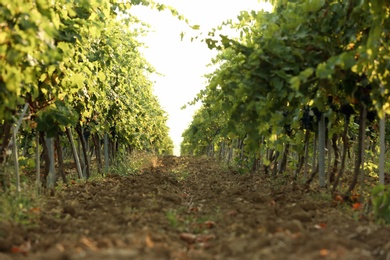 Photo of View of vineyard rows with fresh ripe juicy grapes on sunny day