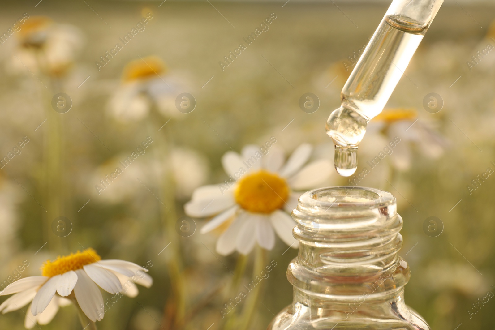 Photo of Dripping essential oil from pipette into bottle in chamomile field, closeup. Space for text