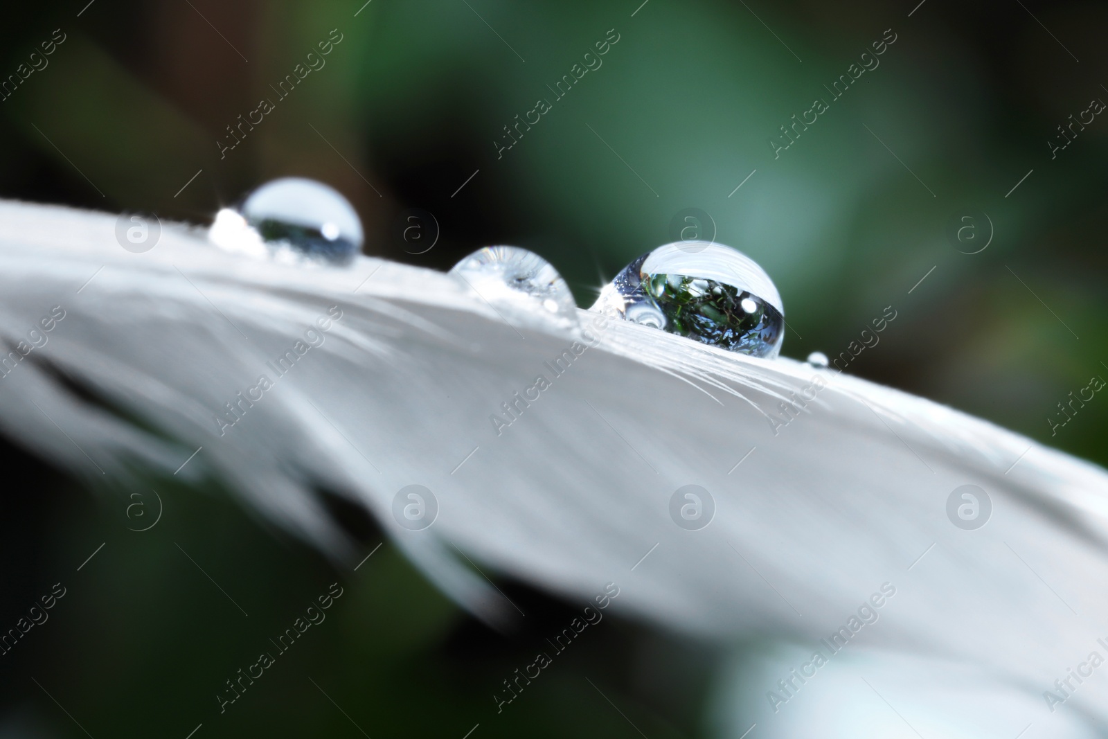 Photo of Macro photo of water drops on white feather against blurred background