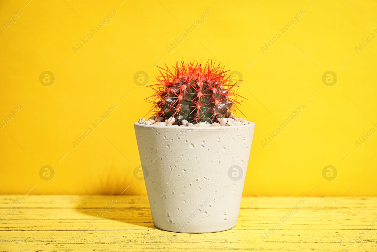 Photo of Beautiful cactus on table against color background