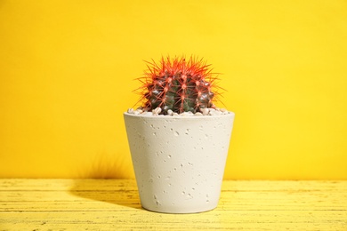 Beautiful cactus on table against color background