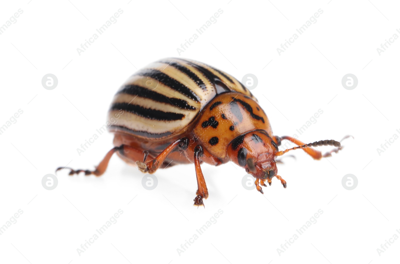 Photo of One colorado potato beetle isolated on white