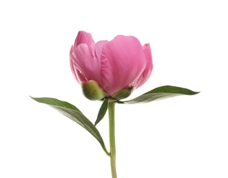 Fragrant bright peony on white background. Beautiful spring flower