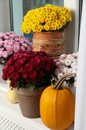 Beautiful potted chrysanthemum flowers and pumpkins on windowsill indoors