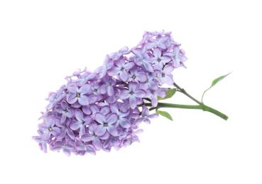 Photo of Beautiful blossoming lilac branch isolated on white