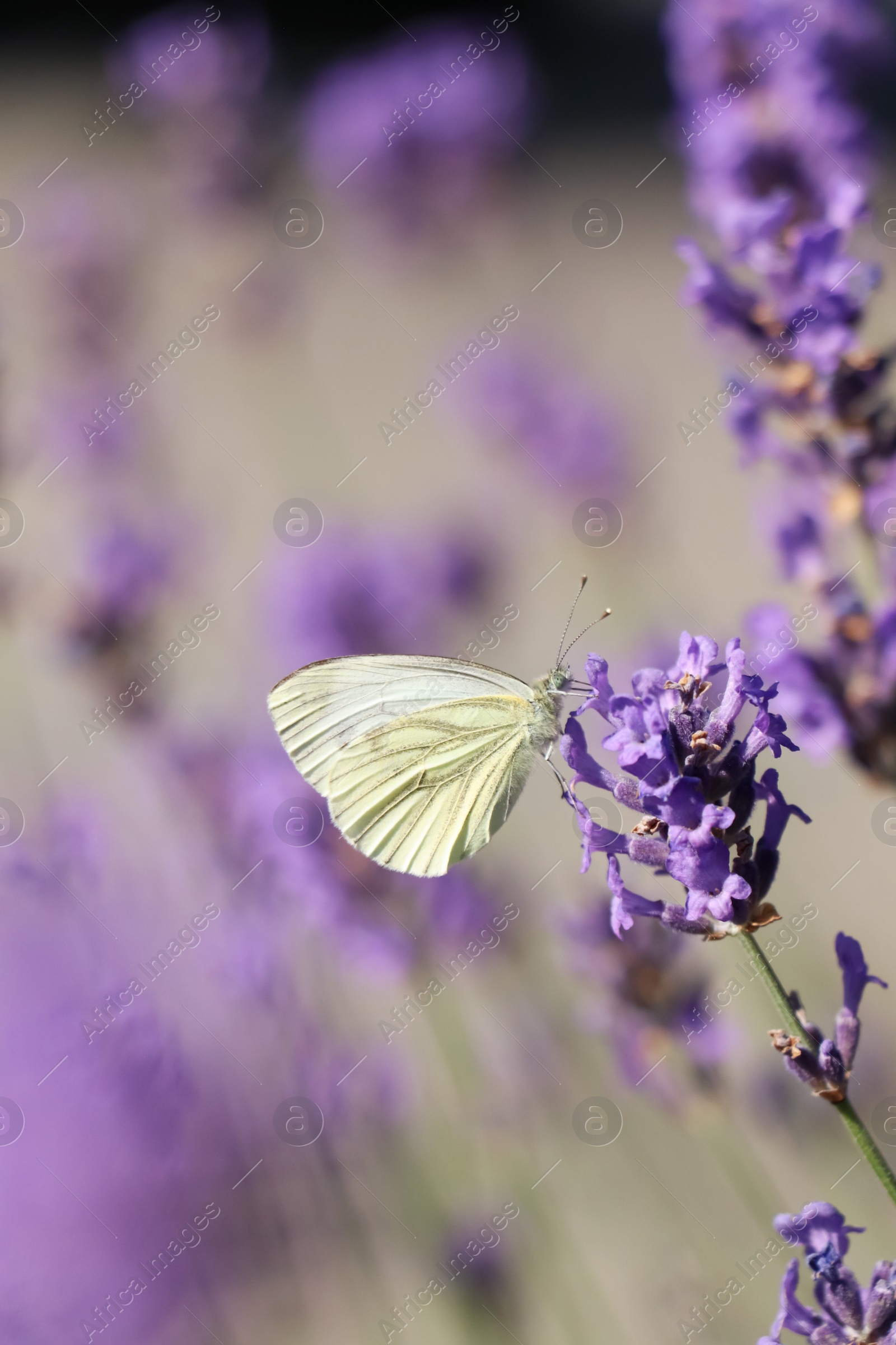 Photo of Beautiful butterfly in lavender field on sunny day