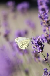 Beautiful butterfly in lavender field on sunny day
