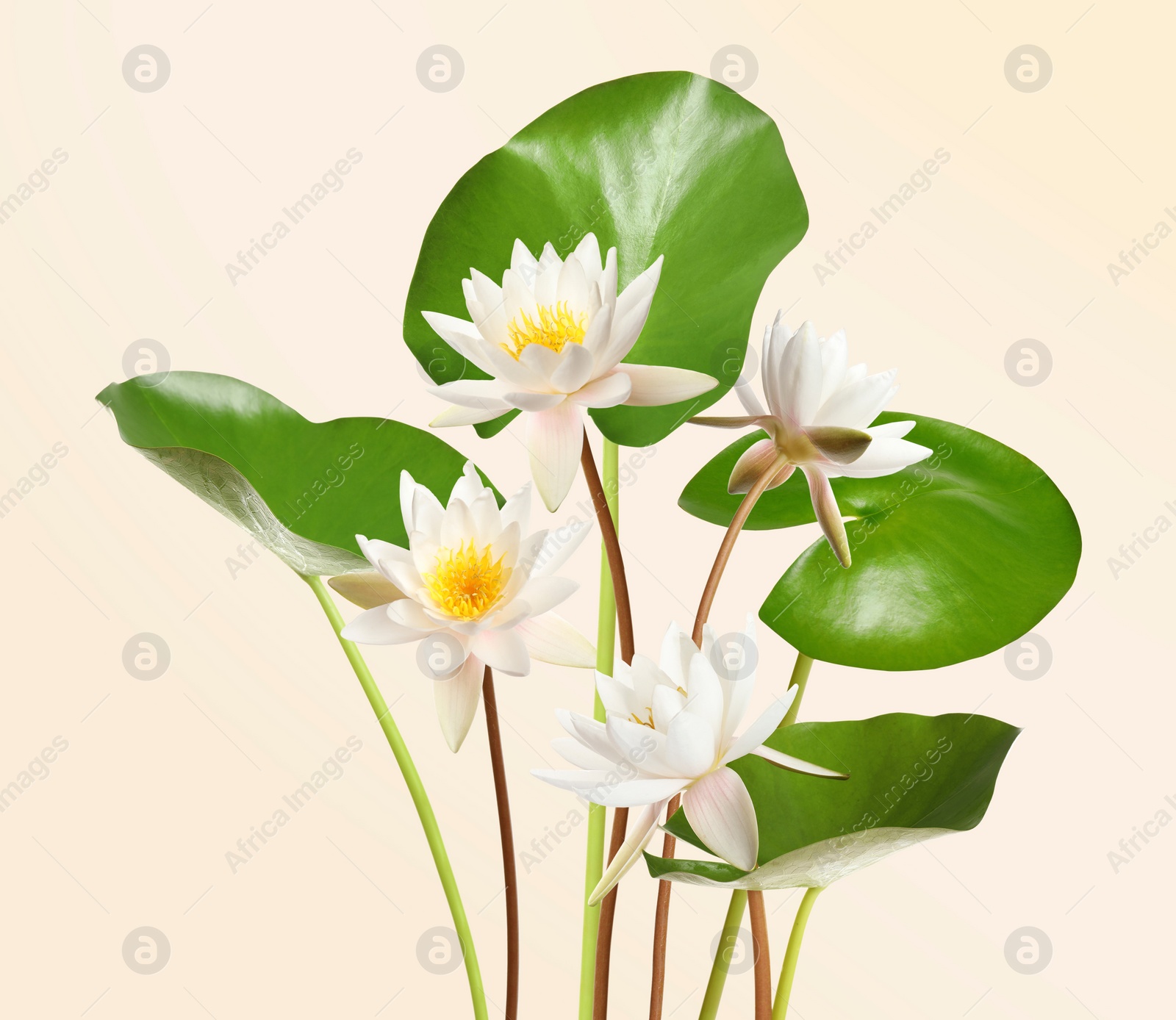 Image of Beautiful lotus flowers with long stems on beige background