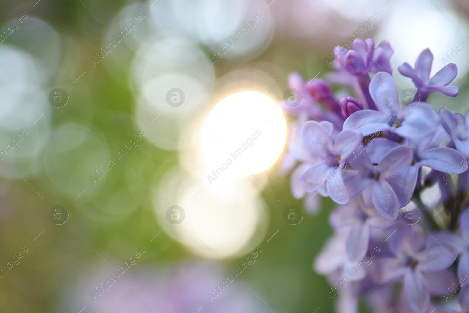 Photo of Closeup view of beautiful blossoming lilac shrub outdoors