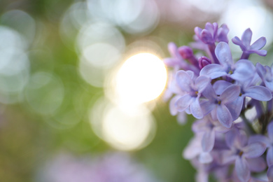 Photo of Closeup view of beautiful blossoming lilac shrub outdoors