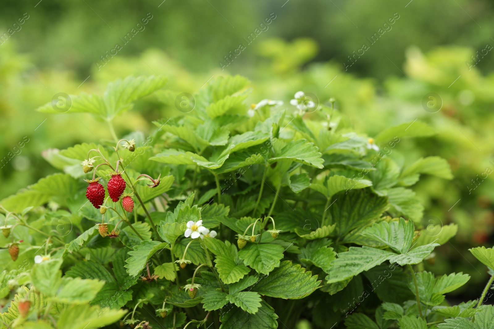 Photo of Small wild strawberries growing outdoors. Seasonal berries