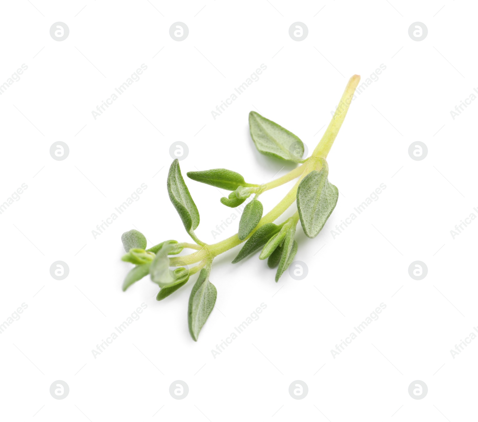 Photo of Aromatic thyme sprig on white background, top view. Fresh herb