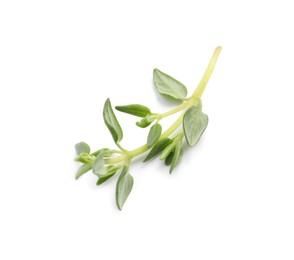 Photo of Aromatic thyme sprig on white background, top view. Fresh herb